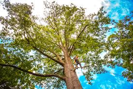 Trusted Wimberley, TX Tree Services Experts