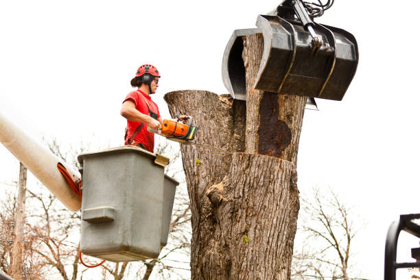 How Our Tree Care Process Works  in  Wimberley, TX